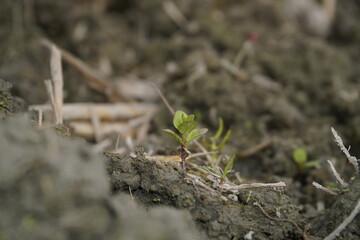 New Plant Sprouting in Dry Soil