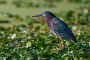 Green heron in lush wetland