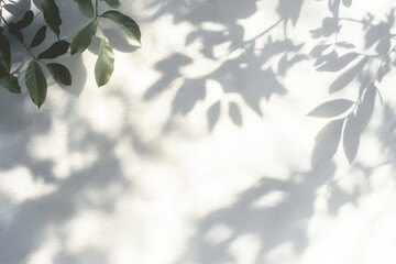 Leaf shadow on wall. Nature tropical leaves tree branch and plant shade with sunlight from sunshine dappled on white wall texture for background wallpaper and any design