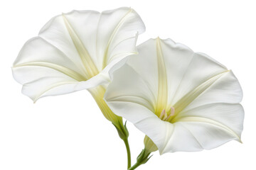 Fototapeta premium Two white morning glory flowers isolated with transparent background