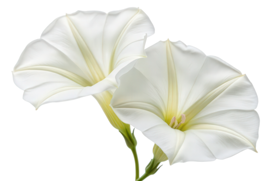 Two white morning glory flowers isolated with transparent background