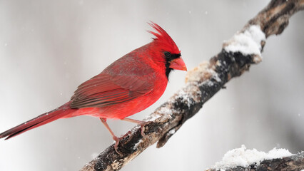 A Male Northern Cardinal Perches On a Branch in the Snowfall During a Winter Storm in January in Oklahoma