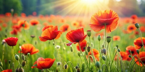 Fototapeta premium Vibrant red poppies sway gently in the summer breeze amidst lush green grass and wildflowers in a sunny meadow, meadow scene, landscape