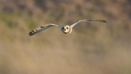 A Short-Eared Owl Hunts Over Tall Grass During the Winter in Oklahoma