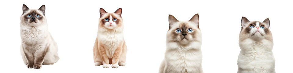 Ragdoll cats with blue eyes, isolated on transparency background, looking up
