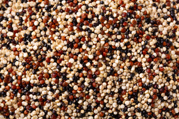 トリコロールキヌア