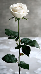 Obraz premium Elegant white rose on a soft background