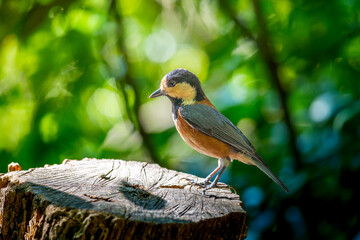 切り株にとまるヤマガラ