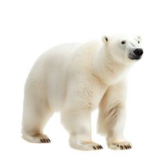 Polar bear on white isolated background.