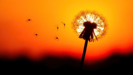 A fluffy white dandelion seedhead glows in the warm light of a summer sunset sky