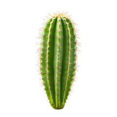 Naklejka premium Tall green cactus with distinct ribs and spines, isolated on a white background.