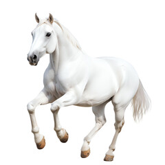 Obraz premium White horse galloping elegantly against a white isolated background.