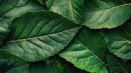 Fototapeta premium Marco Dark green leaf closeup texture background wallpaper