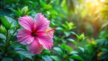 Colorful pink hibiscus flower in a lush tropical garden with vibrant green leaves and a tranquil atmosphere, botanical, colorful flowers