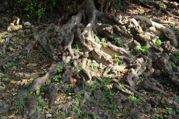 Tropical tree's roots surfaced on the ground