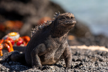 A Galapagos Marine Iguana, Galapagos.	