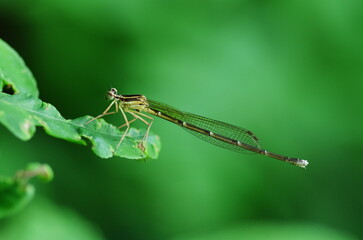 モノサシトンボ (メス)