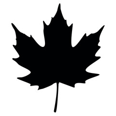 leaf silhouette Vector illustration. leaf vector icon.