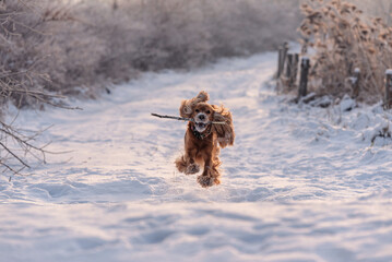Zimowy portret cocker spaniela na śniegu, zabawa na śniegu.  © Elżbieta Kaps