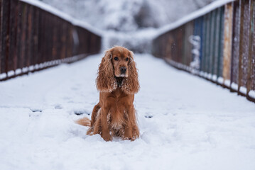 Zimowy portret cocker spaniela na śniegu, zabawa na śniegu.  © Elżbieta Kaps