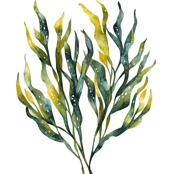 watercolor seaweed plant green yellow clip art preview