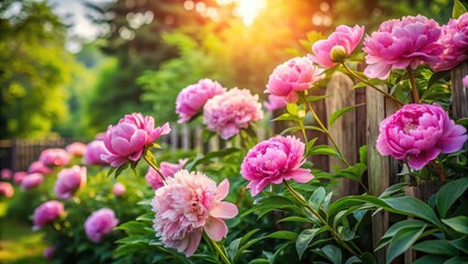 Obraz premium Soft pink peonies in a lush green garden with dappled sunlight filtering through the trees, surrounded by delicate vines and rustic wooden fences, botanical, pink