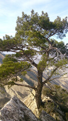 A lonely Caucasian fir tree growing on a rock in a mountain.