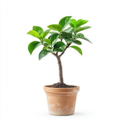 A small green plant thrives in a simple pot, elegantly placed on a clean white surface, showcasing nature's beauty indoors.