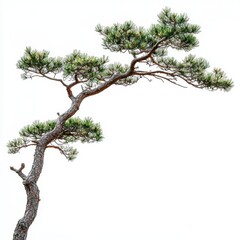 Fototapeta premium A small pine tree emerges from the ground, showcasing its vibrant green needles and sturdy trunk, symbolizing growth and resilience in nature.