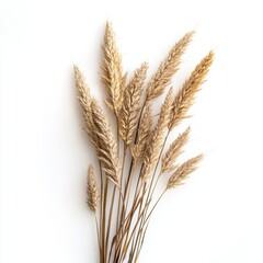 Fototapeta premium Dried wheat stalks are arranged artistically on a clean white surface, showcasing their natural texture and color contrast.