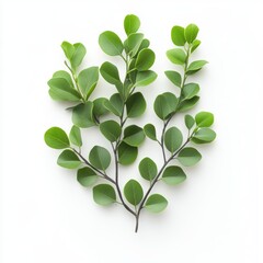 Two vibrant green leaves elegantly displayed against a clean white background, highlighting their natural beauty and intricate details.