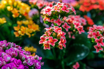 Obraz premium Close-up of a bouquet of colorful Kalanchoe flowers in bloom