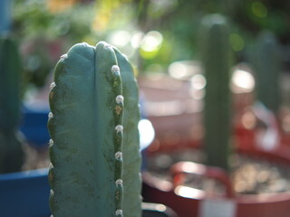 jamacaru cactus with green garden home and plant
