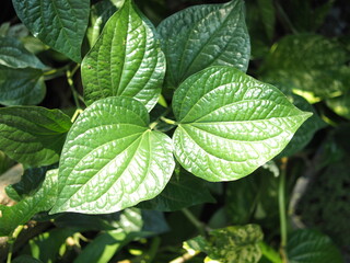 wild betel green leafe fresh food and healthy care food