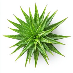 Fototapeta premium A detailed close-up of a vibrant green plant set against a clean white background, highlighting its texture and natural beauty.