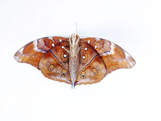 butterfly (Doleschallia bisaltide) isolated on white background