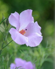 Fototapeta premium flower