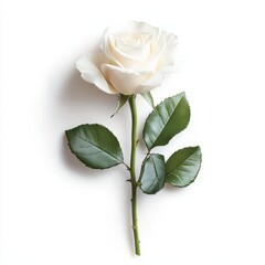 Obraz premium A delicate white rose accompanied by lush green leaves rests elegantly on a pristine white surface.
