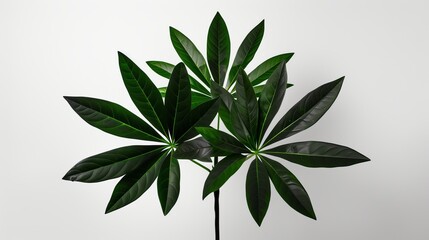 Naklejka premium A lush green plant with glossy, large leaves displayed against a minimalist white background, exuding a fresh and modern aesthetic.