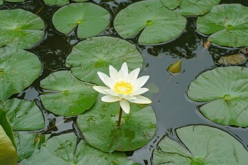 Serene White Water Lily Blooming Among Green Lily Pads in Tranquil Pond Setting Under Soft Natural Light