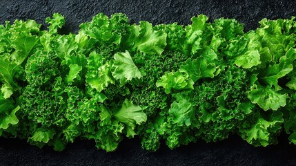Vibrant Green Leafy Vegetables Arranged in a Row Against a Dark Background