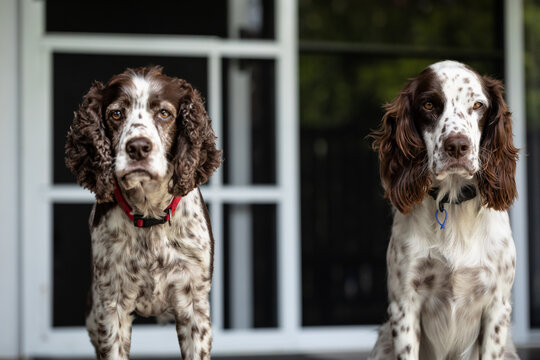 Male and female Springer Spaniel breed dogs quietly relaxing together on porch