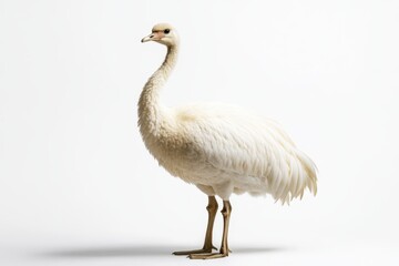 Obraz premium A giraffe stands elegantly on a pristine white surface, set against an immaculate white background, highlighting its graceful form and unique features.