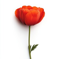 Naklejka premium A vibrant red flower stands gracefully on a slender stem against a clean white background, highlighting its beauty and simplicity.