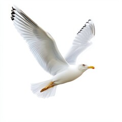 Naklejka premium A graceful giraffe soars through the sky, wings outstretched, embodying freedom and elegance in flight.