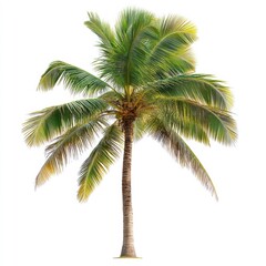 A solitary palm tree stands out against a pristine white background and sky, embodying tranquility and simplicity in nature.
