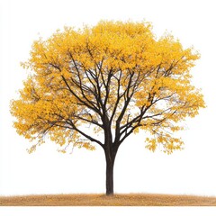 Fototapeta premium A vibrant arafed tree with striking yellow leaves stands out against a crisp white background, showcasing nature's beauty in a minimalist style.