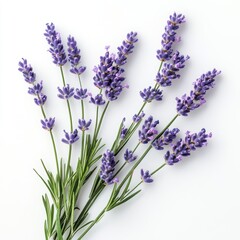 Obraz premium Delicate lavender flowers arranged on a pristine white background, showcasing vibrant blooms and slender stems with graceful simplicity.