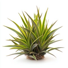 Fototapeta premium A green plant thrives in a basket placed on the ground, showcasing its vibrant leaves and natural growth in a cozy setting.