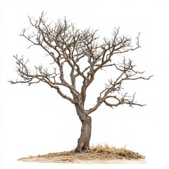 Fototapeta premium A detailed view of a bare tree standing alone on a parched grass field, highlighting the contrast between the stark bark and dry landscape.